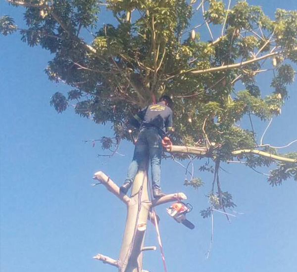 Axe Man Tree Cutters Windhoek Namibia