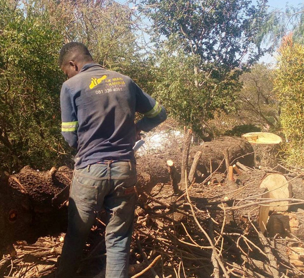 Axe Man Tree Cutters Windhoek Namibia
