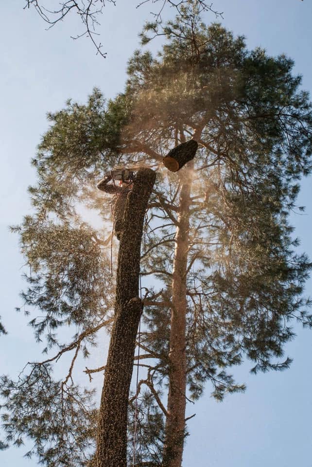 Axe Man Tree Cutters project