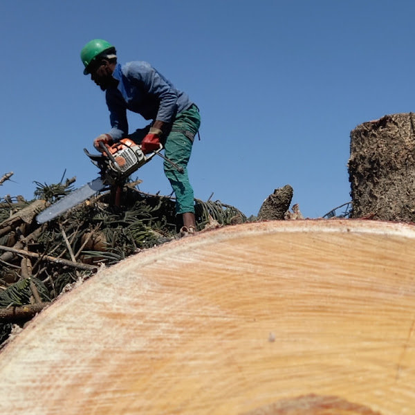 Axe Man Tree Cutters project