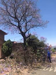Axe Man Tree Cutters project