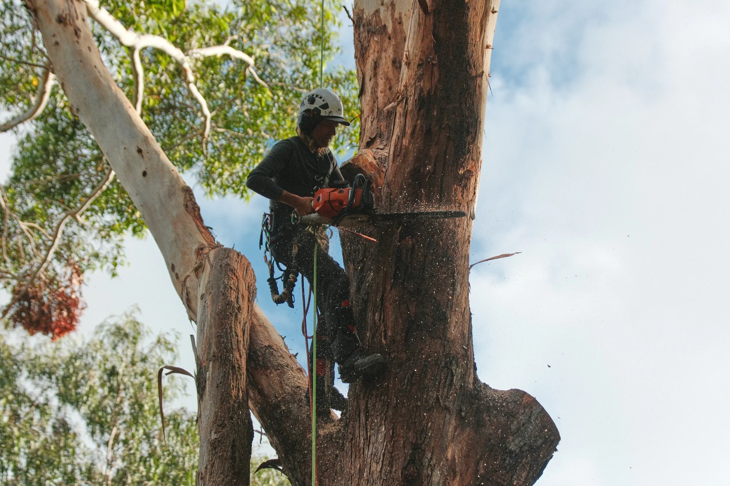 Axe Man Tree Cutters project